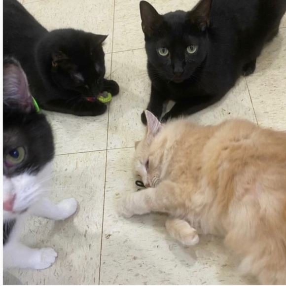 HAND CRAFTED Colorful Yarn Crochet Potent Organic Catnip Lot of 10 Cat Toy Balls - Picture 5 of 8